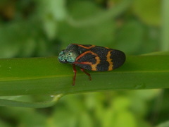 Deois flexuosa