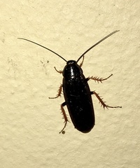 Ischnoptera