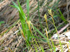 Carex geyeri