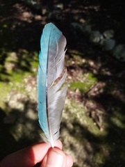 Cyanocorax yucatanicus