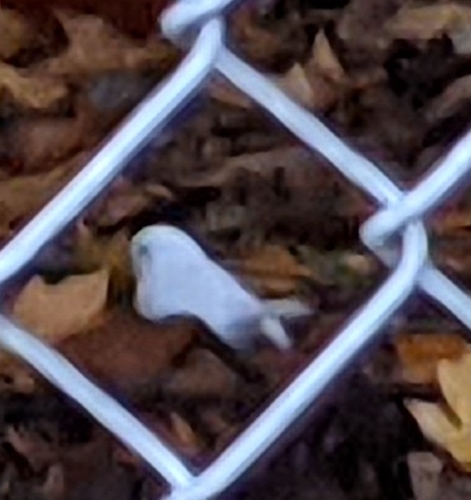 Dark-eyed Junco photographed in Washington