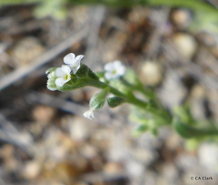 Pectocarya penicillata