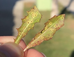 Puccinia taraxaci