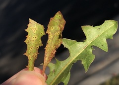 Puccinia taraxaci