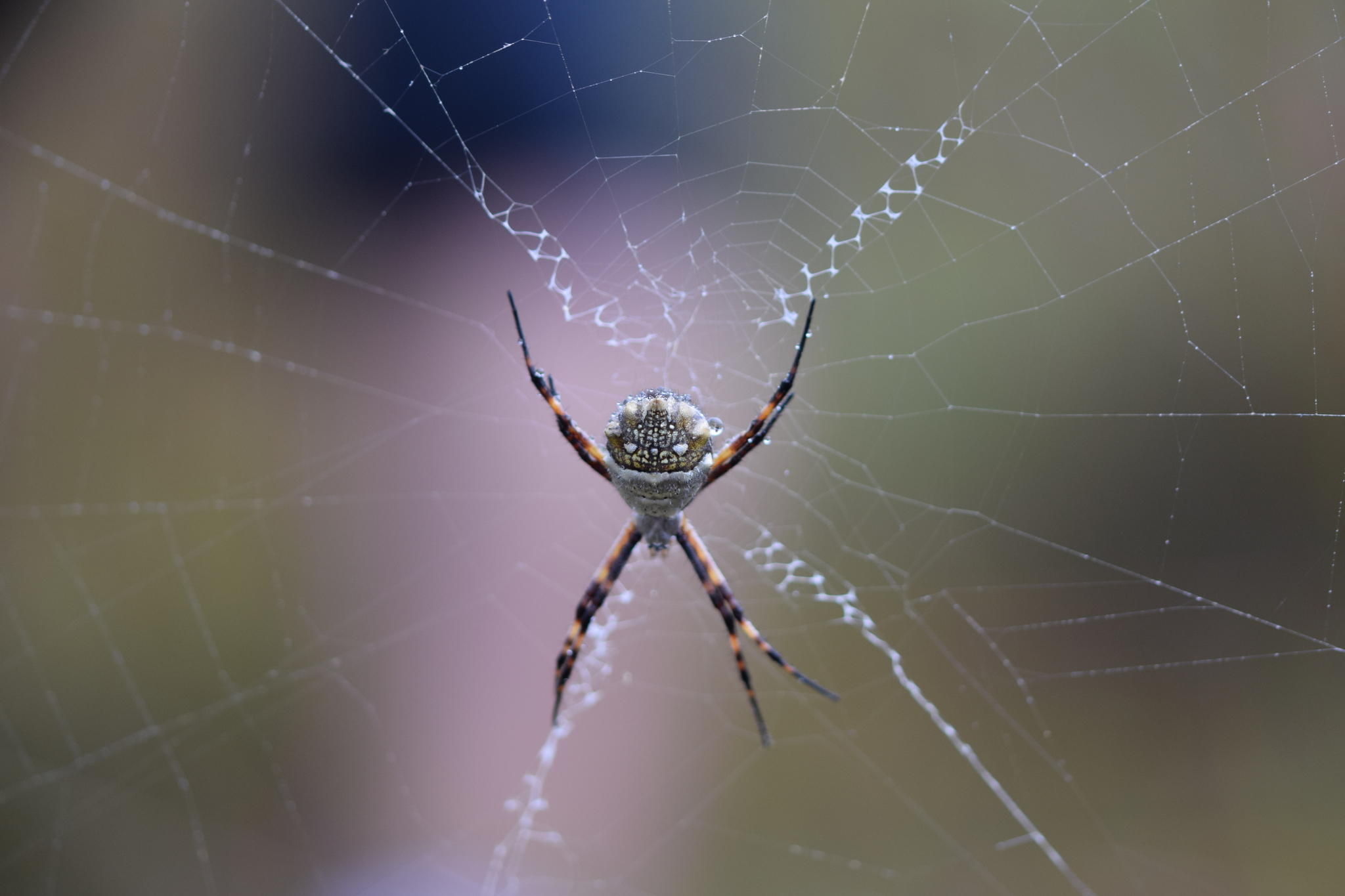 Argiope argentata image