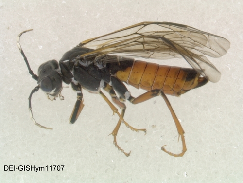 Lesser Ferruginous Tenthredo