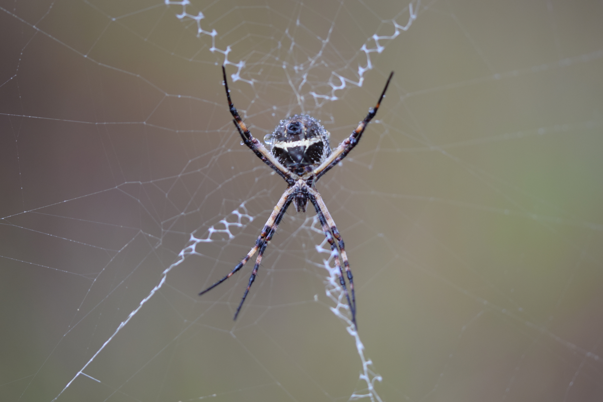 Argiope argentata image