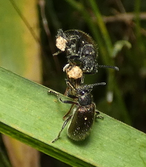 Lagria villosa