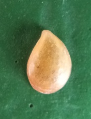 Philobrya rubra