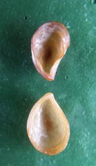 Philobrya rubra