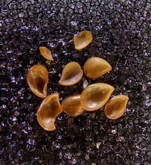 Philobrya rubra