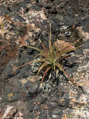 Puya coerulea