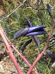 Puya coerulea