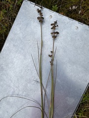 Juncus nevadensis inventus