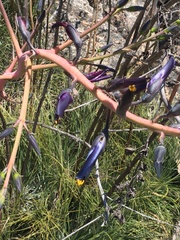 Puya coerulea