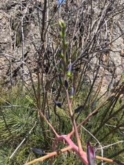Puya coerulea