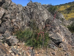 Puya coerulea