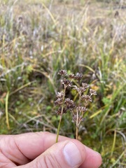Juncus nevadensis inventus