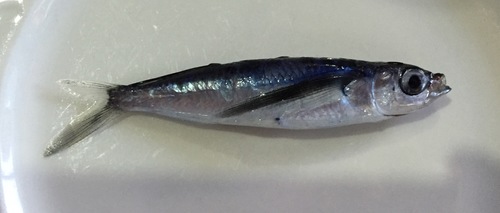 Sailfin flyingfish (Parexocoetus mento) — Exocoetidae — 2