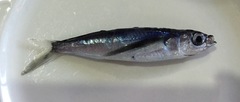Exocoetidae