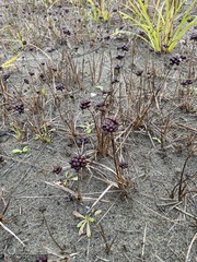 Juncus falcatus