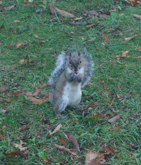 Sciurus carolinensis