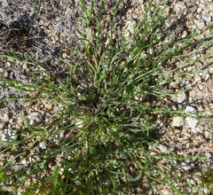 Pectocarya penicillata