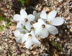Linanthus parryae