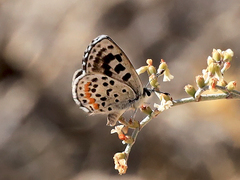 Euphilotes enoptes dammersi