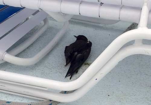 Sooty Tern