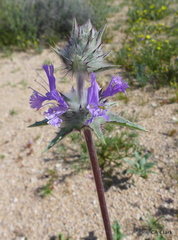 Salvia carduacea