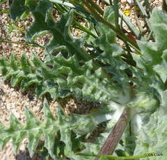 Salvia carduacea