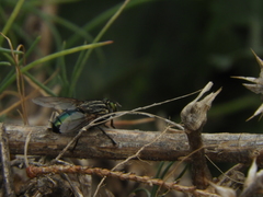 Sarconesia chlorogaster