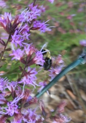 Bombus impatiens image