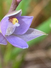 Thelymitra pallidifructus