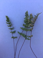 Cheilanthes hypoleuca