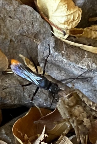 Asian Red-tailed Spider Wasp photo 4