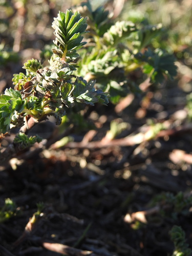 Image of Acaena tenera by (c) María Regina Silva, some rights reserved (CC BY)