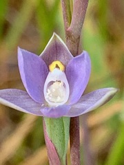 Thelymitra pallidifructus