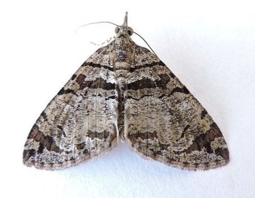 Hydriomena speciosata photo 4