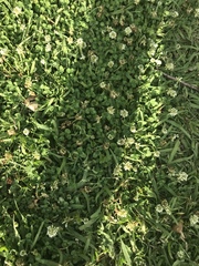 Trifolium repens