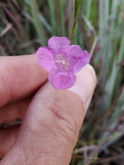 Agalinis linifolia