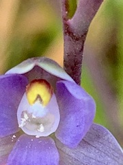 Thelymitra pallidifructus