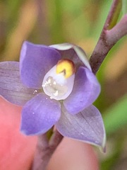 Thelymitra pallidifructus