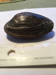 Strophitus undulatus