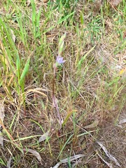 Thelymitra pallidifructus