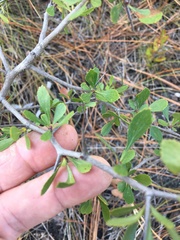 Crataegus munda