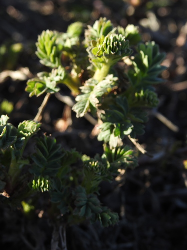 Image of Acaena tenera by (c) María Regina Silva, some rights reserved (CC BY)