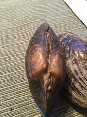 Strophitus undulatus