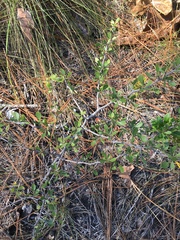 Crataegus munda